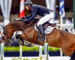 jumper Sterrehof's Edinus (KWPN (Royal Dutch Sporthorse), 2009, from Padinus)