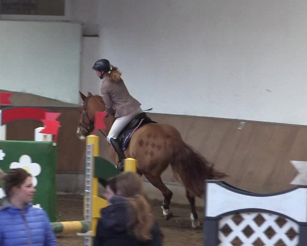 Reitturnier Freudenberg 2017