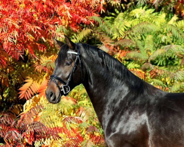 dressage horse Bon Garcon D (Oldenburg, 2015, from Bernay)