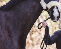 dressage horse Davinci 28 (Hanoverian, 2011, from Desperados FRH)