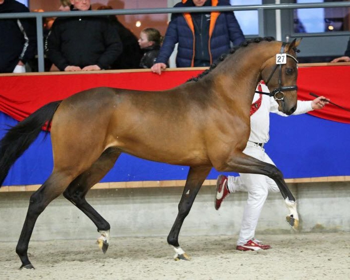 Deckhengst Zarif FortunA (Nederlands Rijpaarden en Pony, 2012, von Zodiak)