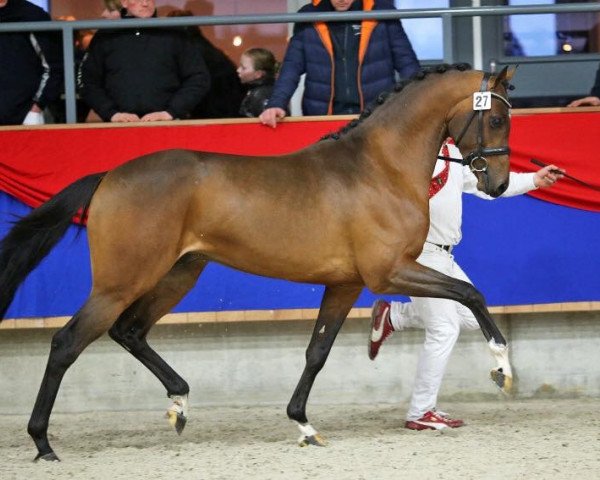stallion Zarif FortunA (Nederlands Rijpaarden en Pony, 2012, from Zodiak)