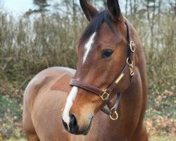 broodmare Gwen (Holsteiner, 2014, from Cascadello)