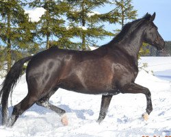 broodmare L' Elisir d' Amore (Württemberger, 2008, from Sir Sandro)