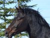 dressage horse Quasar 19 (Württemberger, 2013, from Quadrofino)