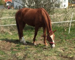 broodmare Elektra 124 (Hanoverian, 2000, from Espri)