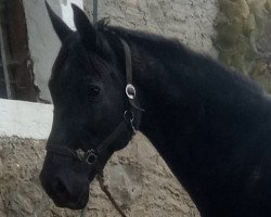 broodmare Sibir (Russian Trakehner, 2004, from Pegas)