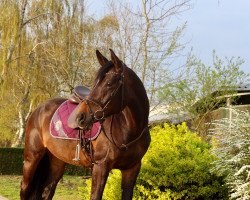 dressage horse Lavaja 2 (unbekannt, 2012)