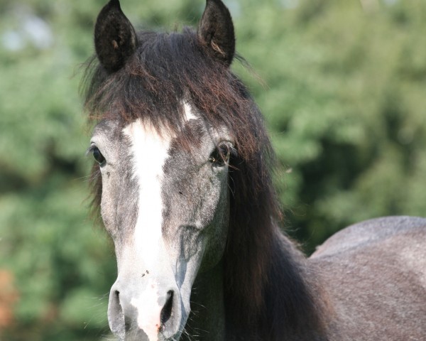 broodmare Arosa (German Riding Pony, 2009, from Dörnberg's Erimon II)