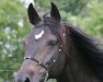 broodmare Alina (German Riding Pony, 1999, from Diamant)