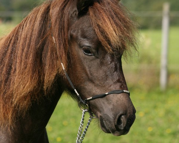 Zuchtstute Perle (Shetland Pony, 2010, von Holsteins Bonavista)