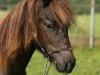 Zuchtstute Perle (Shetland Pony, 2010, von Holsteins Bonavista)