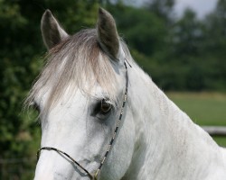 Zuchtstute Tamira 56 (Deutsches Reitpony, 1998, von Breeton Bric)