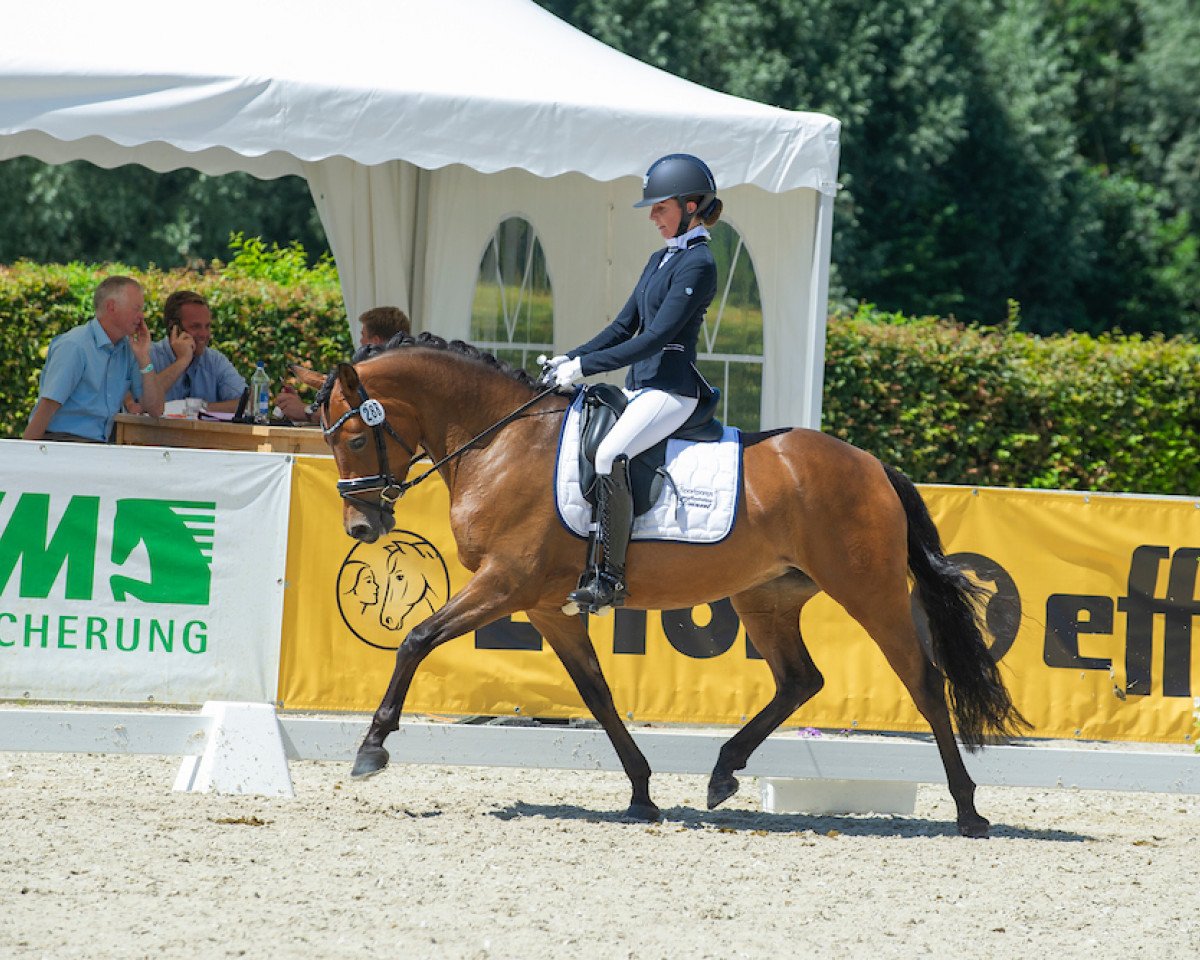 broodmare Global Girl (German Riding Pony, 2017, from HET Golden Dream)
