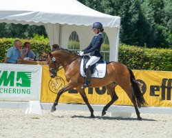 dressage horse Global Girl (Deutsches Reitpony, 2017, from HET Golden Dream)