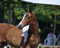 Springpferd Camar Gazir (Galano Camaro) (Trakehner, 2015, von Camaro)