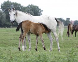 Zuchtstute Baroness II (Shagya-Araber, 2000, von Bazar ShA)