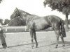 stallion Flamboyant de Fresnay xx (Thoroughbred, 1948, from Pharis II xx)