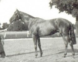 stallion Flamboyant de Fresnay xx (Thoroughbred, 1948, from Pharis II xx)