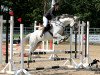 jumper Ninja xx (Thoroughbred, 2012, from Contat xx)