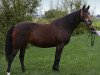 broodmare Santana ShA (Shagya Arabian, 1997, from Pegasus III 1993 ShA)