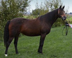 broodmare Santana ShA (Shagya Arabian, 1997, from Pegasus III 1993 ShA)