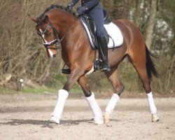 Dressurpferd Dresscode Expression Lady D (Deutsches Reitpony, 2018, von D-Power AT)