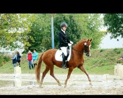 dressage horse Bonito (German Riding Pony, 1995, from Bonjour)