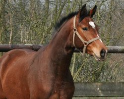 broodmare Lotteria (Westphalian, 2005, from Likoto xx)