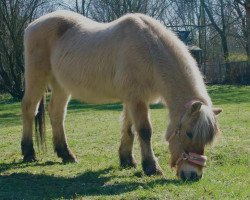 horse Janek (Fjord Horse, 1992, from Janus B 82)