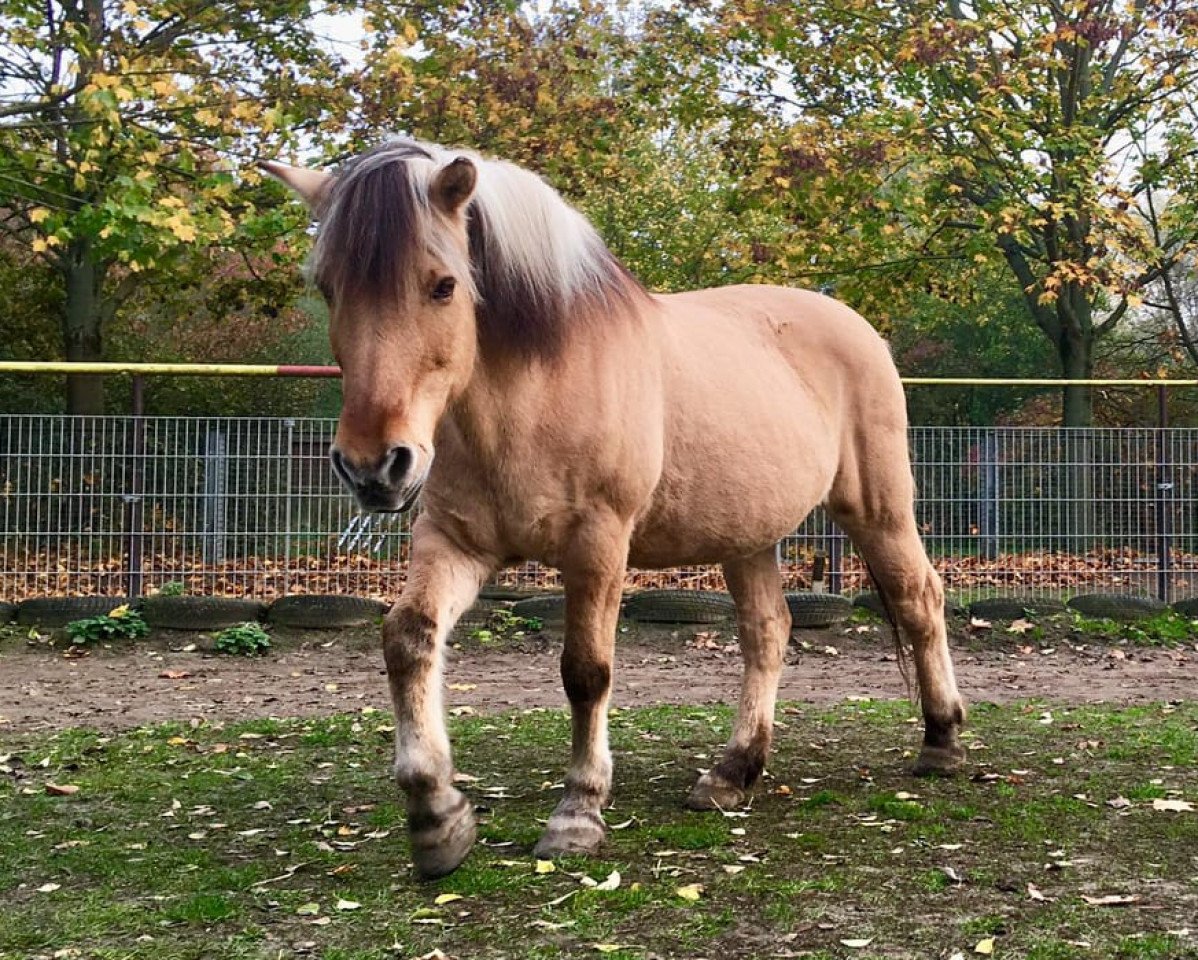 horse Marsha (Fjord Horse, 1992, from Janus B 82)