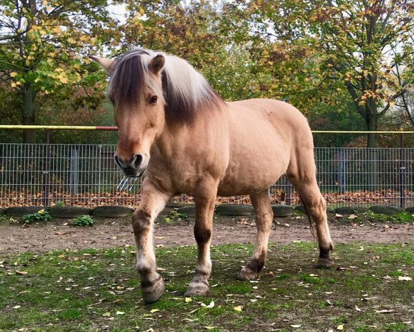 horse Marsha (Fjord Horse, 1992, from Janus B 82)