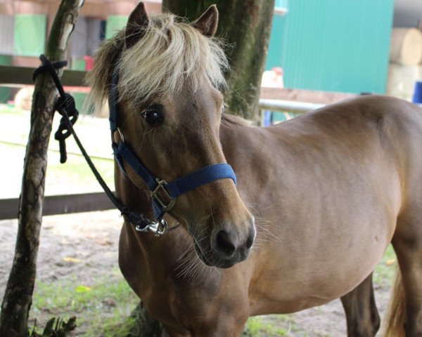 dressage horse Milka (unknown, 2006)