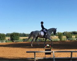 dressage horse Georgie 31 (Bavarian, 2009, from Birkhofs Denario)