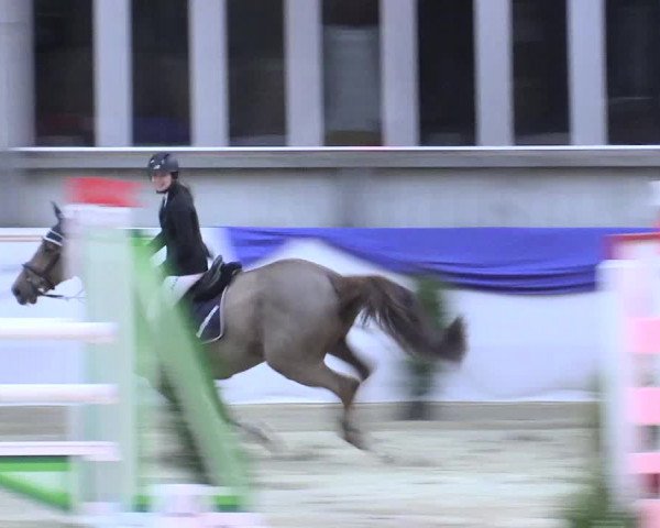 Reitturnier Greven 2017