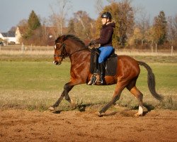 Zuchtstute Rika (Deutsches Reitpony, 2015, von Fs Numero Uno)