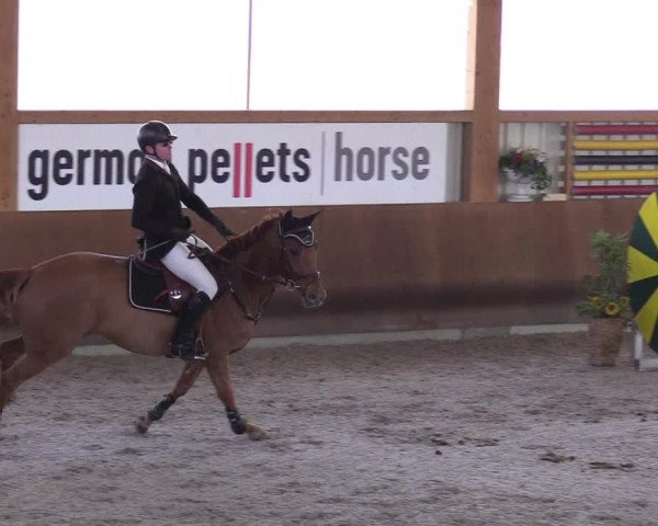 Reitturnier Dettingen 2017