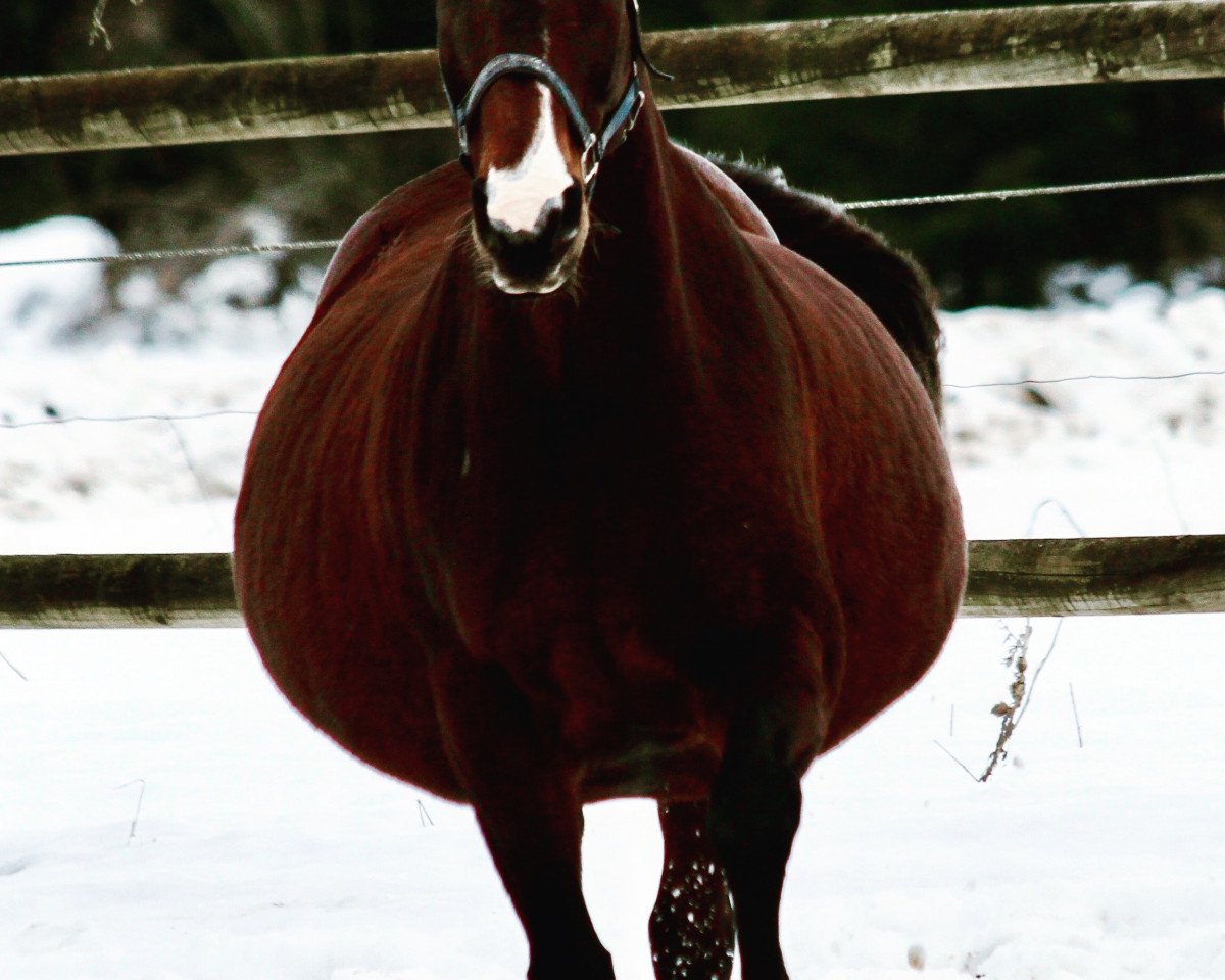 broodmare Welfentanz (Bavarian, 2001, from Londonderry)