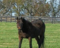 stallion Slew O' Gold xx (Thoroughbred, 1980, from Seattle Slew xx)