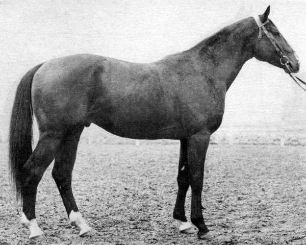 stallion Sirocco (Swiss Warmblood, 1972, from Cosmos xx)