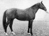stallion Sirocco (Swiss Warmblood, 1972, from Cosmos xx)