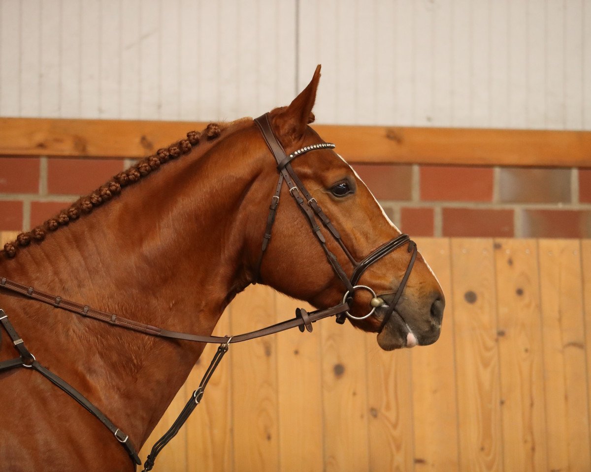 stallion Loewenkoenig Dree Boeken (Hanoverian, 2014, from Darco)