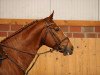 stallion Loewenkoenig Dree Boeken (Hanoverian, 2014, from Darco)