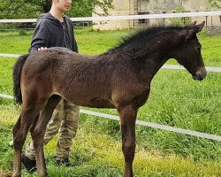 Springpferd Cassino de Tender (Oldenburger Springpferd, 2017, von Cassin 2)