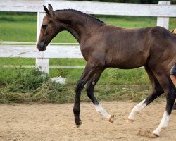 jumper Uranus Touch (Oldenburg show jumper, 2018, from Untouchable)