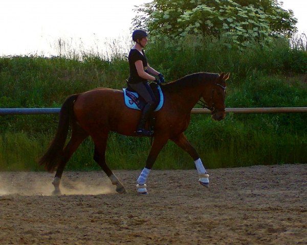 horse Coeur d'Amour (German Sport Horse, 2011, from Claudio's Son)