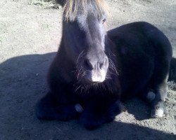 Zuchtstute Irena v. d. Rechte Wal u. Cappuccino (Shetland Pony, 1994, von Duncan v. Hoeve Eelwerd)