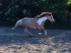 Dressurpferd Fridolin Cox (Welsh Mountain Pony (Sek.A), 2010)