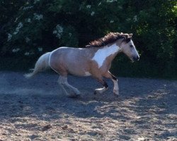 Dressurpferd Fridolin Cox (Welsh Mountain Pony (Sek.A), 2010)