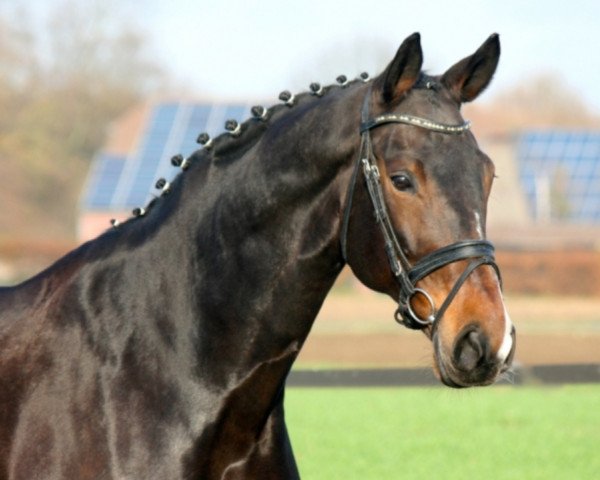 broodmare Evita 330 (Westphalian, 2005, from Ehrentusch)